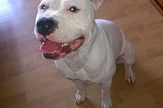 Krycie Psem rasy Amstaff,  małopolskie Kraków