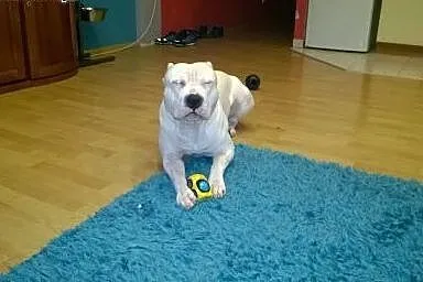 Krycie Psem rasy Amstaff,  małopolskie Kraków