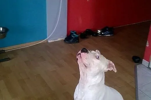Krycie Psem rasy Amstaff,  małopolskie Kraków