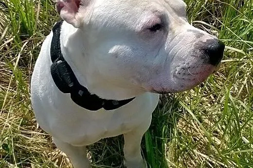 Krycie Psem rasy Amstaff,  małopolskie Kraków