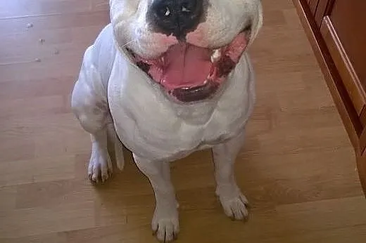 Krycie Psem rasy Amstaff,  małopolskie Kraków