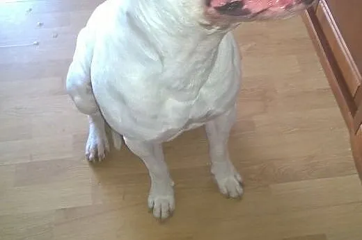 Krycie Psem rasy Amstaff,  małopolskie Kraków