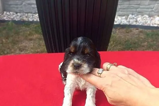 Cocker Spaniel Angielski Suczka