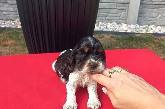 Cocker Spaniel Angielski Suczka, Wielkopolskie, Jutrosin