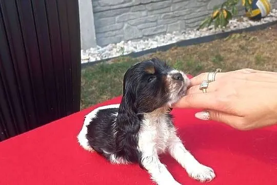 Cocker Spaniel Angielski Suczka, Wielkopolskie, Jutrosin