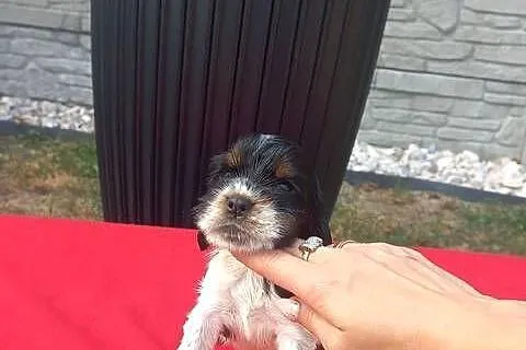 Cocker Spaniel Angielski Suczka, Wielkopolskie, Jutrosin