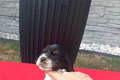 Cocker Spaniel Angielski Suczka, Wielkopolskie, Jutrosin