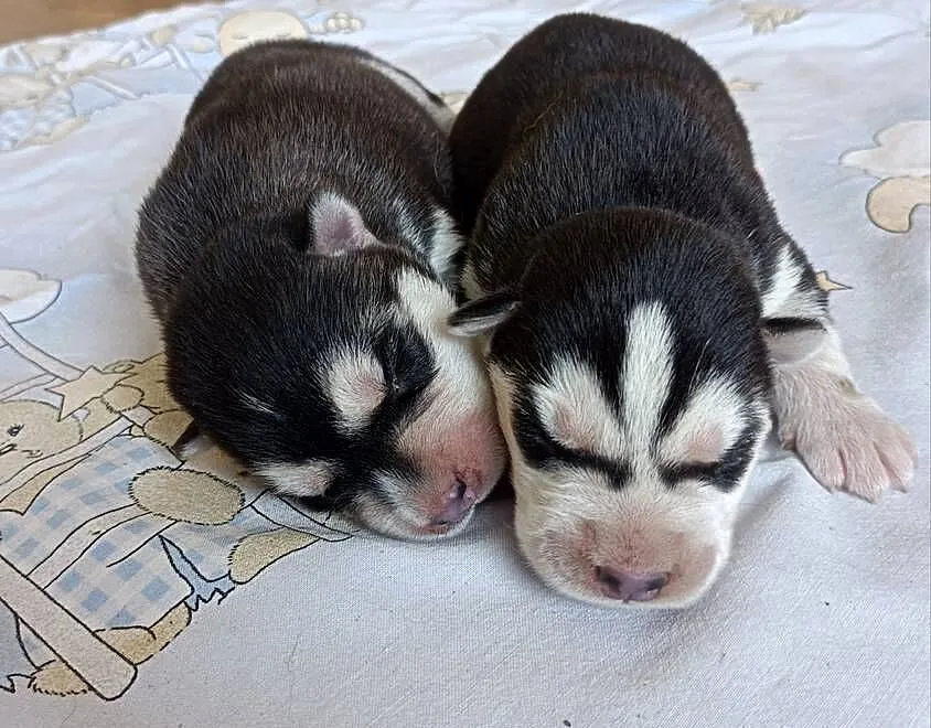 Szczeniaczki Siberian husky z elitarnym rodowodem, Łódzkie, Krośniewice