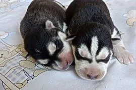 Szczeniaczki Siberian husky z elitarnym rodowodem