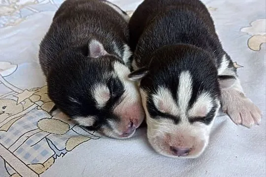 Szczeniaczki Siberian husky z elitarnym rodowodem, Łódzkie, Krośniewice