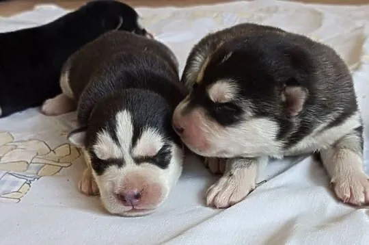 Szczeniaczki Siberian husky z elitarnym rodowodem, Łódzkie, Krośniewice