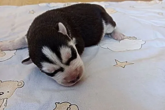 Szczeniaczki Siberian husky z elitarnym rodowodem, Łódzkie, Krośniewice