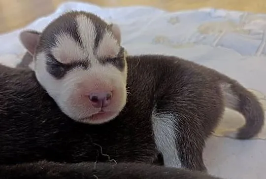 Szczeniaczki Siberian husky z elitarnym rodowodem, Łódzkie, Krośniewice