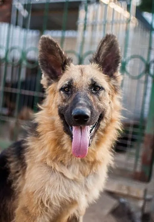 Młodziutkie sunie w typie Owczarków - do adopcji ,