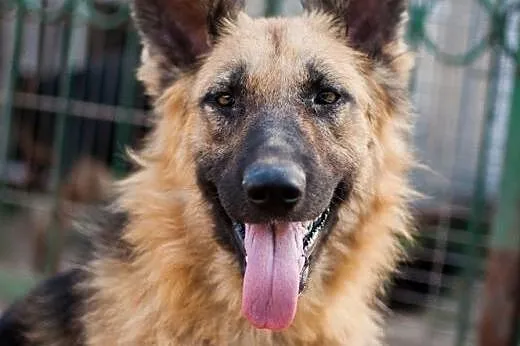 Młodziutkie sunie w typie Owczarków - do adopcji , Owczarek niemiecki cała Polska