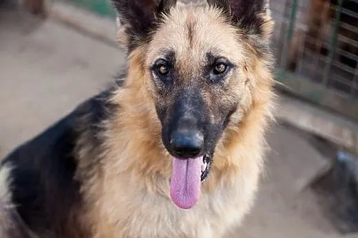 Młodziutkie sunie w typie Owczarków - do adopcji ,