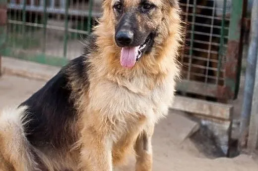Młodziutkie sunie w typie Owczarków - do adopcji ,