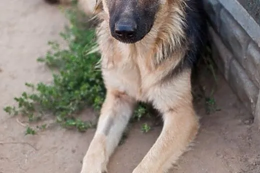 Młodziutkie sunie w typie Owczarków - do adopcji ,