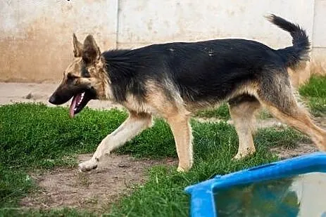 Młodziutkie sunie w typie Owczarków - do adopcji ,