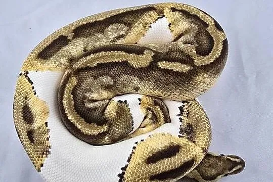 Wąż pyton królewski, python regius samica dorosła, Dolnośląskie, Wrocław