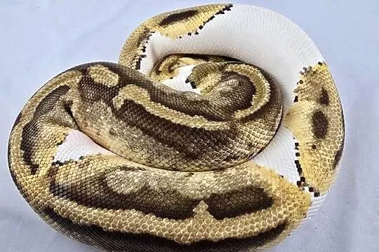 Wąż pyton królewski, python regius samica dorosła, Dolnośląskie, Wrocław