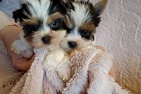 Sprzedam sunie Yorkshire Terrier Bewer