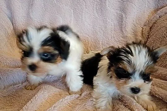 Sprzedam sunie Yorkshire Terrier Bewer, Zachodniopomorskie, Tanowo