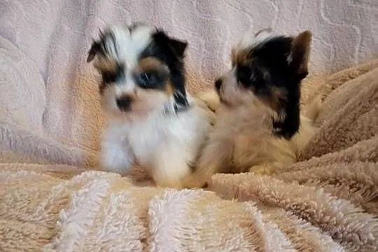 Sprzedam sunie Yorkshire Terrier Bewer, Zachodniopomorskie, Tanowo