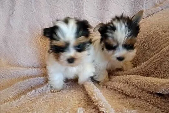 Sprzedam sunie Yorkshire Terrier Bewer, Zachodniopomorskie, Tanowo