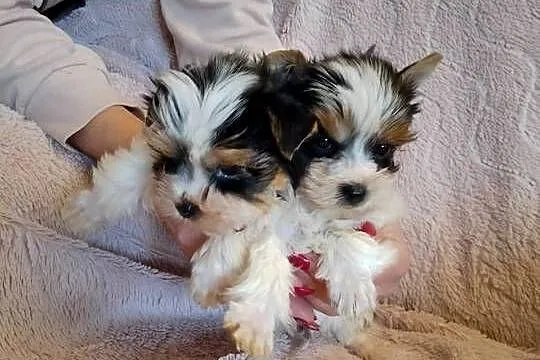 Sprzedam sunie Yorkshire Terrier Bewer, Zachodniopomorskie, Tanowo