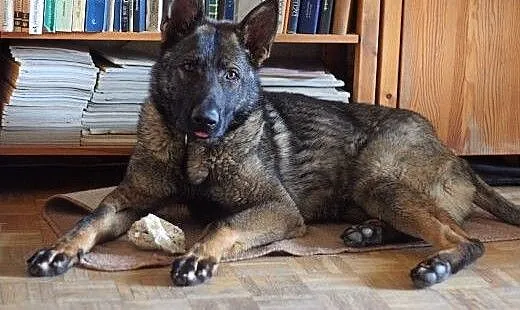 Piękny, roczny owczarek szuka kochającego domu sta
