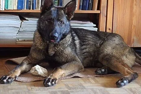 Piękny, roczny owczarek szuka kochającego domu sta