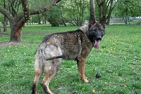 Piękny, roczny owczarek szuka kochającego domu sta