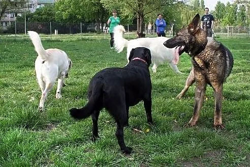 Piękny, roczny owczarek szuka kochającego domu sta
