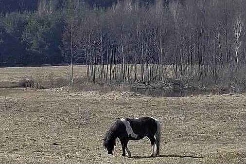 Kuc Klacz, Warmińsko-mazurskie, Biskupiec