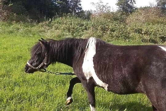 Kuc Klacz, Warmińsko-mazurskie, Biskupiec