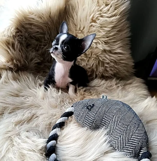 Chihuahua, Mazowieckie, Warszawa