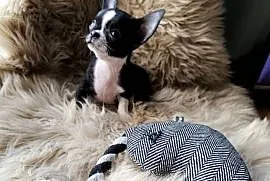 Chihuahua