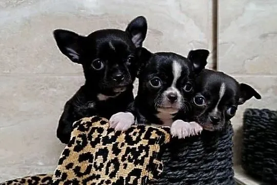 Chihuahua, Mazowieckie, Warszawa