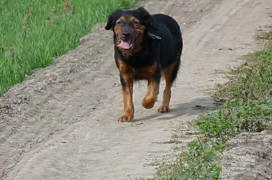 Piękny Kajtek, idealny pies do aktywnego życia