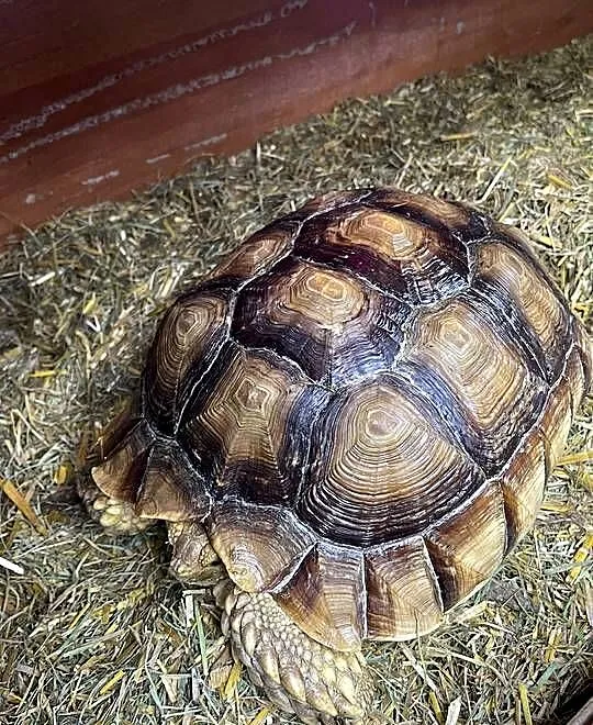 Zółw pustnyy żółw lądowy centrochelys sulcata, Małopolskie, Wolbrom