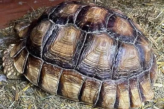 Zółw pustnyy żółw lądowy centrochelys sulcata, Małopolskie, Wolbrom