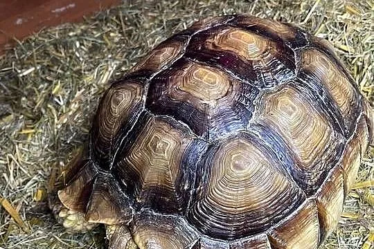 Zółw pustnyy żółw lądowy centrochelys sulcata, Małopolskie, Wolbrom