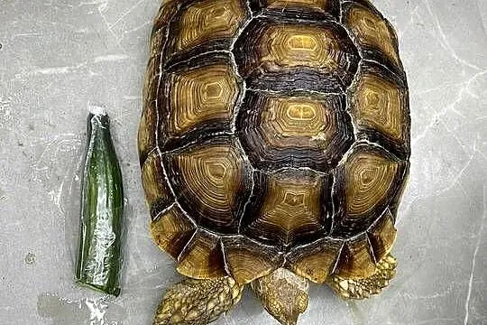 Zółw pustnyy żółw lądowy centrochelys sulcata, Małopolskie, Wolbrom