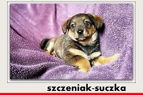 Szczeniak, 3 mies. suczka FINKA3, średnia,szczepio, Warszawa