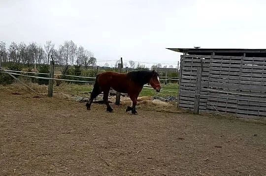 Klacz zimnokrwista, Kujawsko-pomorskie, Dyblin