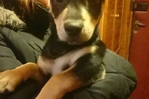 Adoptuj psiaczka,  łódzkie Łódź