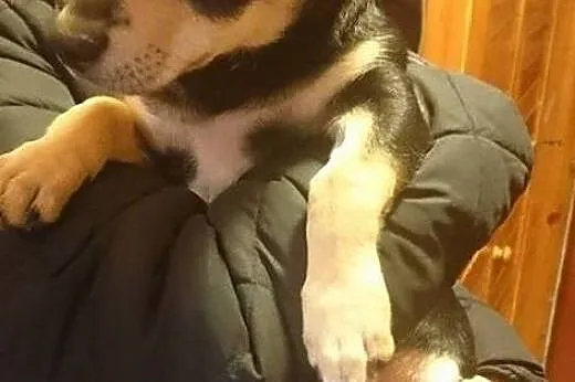 Adoptuj psiaczka,  łódzkie Łódź