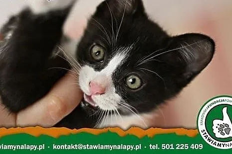 Gałganek. Fundacja Stawiamy Na Łapy,  małopolskie 