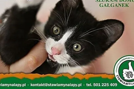 Gałganek. Fundacja Stawiamy Na Łapy,  małopolskie 